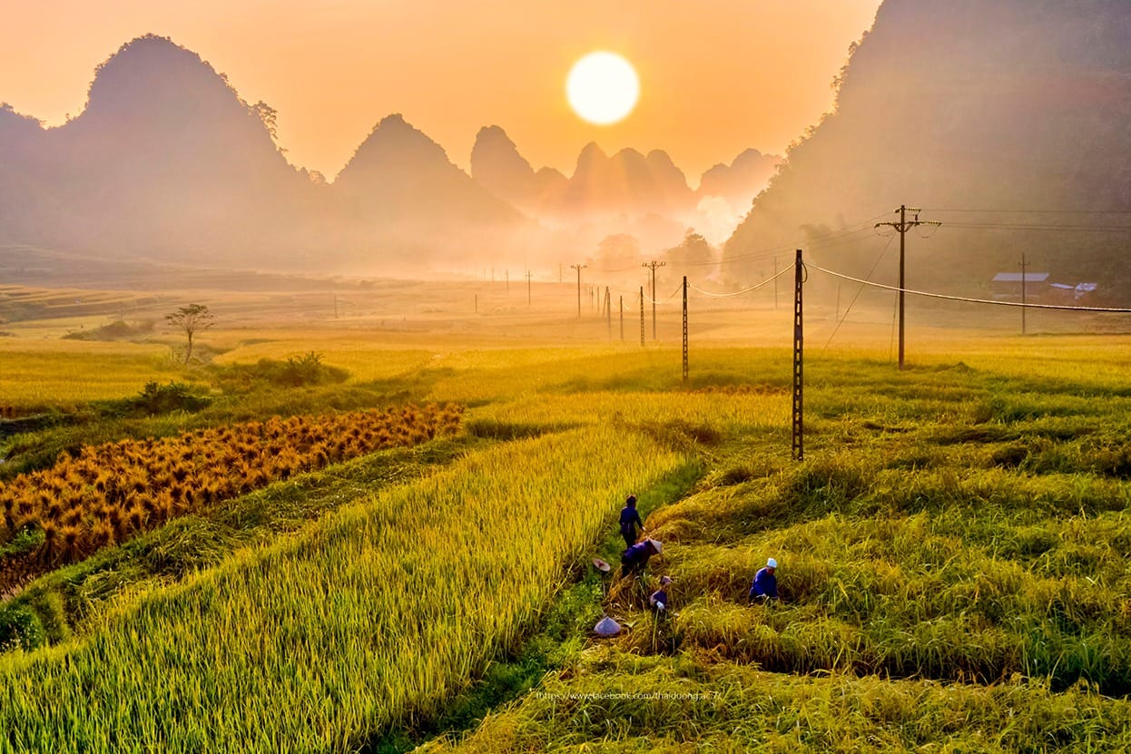 Cao Bang rice field
